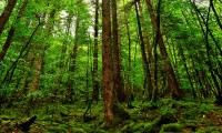 世界游泳锦标赛纪录刷新与技术变革观察，世界游泳锦标赛百科